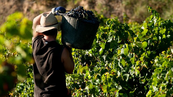 Empiezan las primeras vendimias: el sector prevé recuperarse tras las sequías y malas cosechas