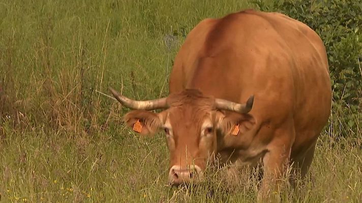 Nueve de cada diez veces nos dan vaca por buey.