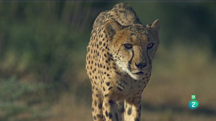 Som Documentals - L'alè del guepard