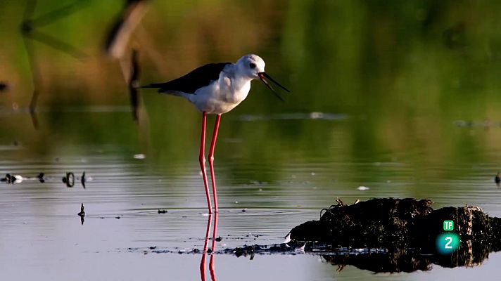 Som Documentals - La gran estació de trànsit de les aus: el Marja