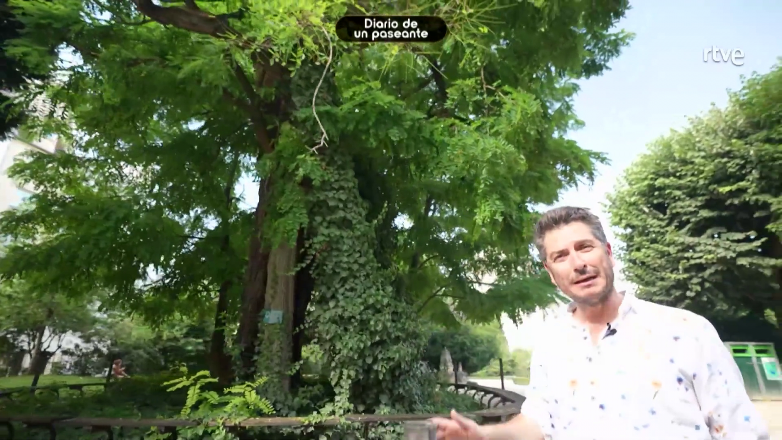 El árbol más viejo de París, un paseo por la plaza René-Viviani