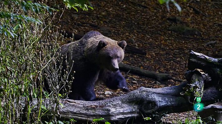 Som Documentals - Depredadors dels Carpats | El regne de l'os
