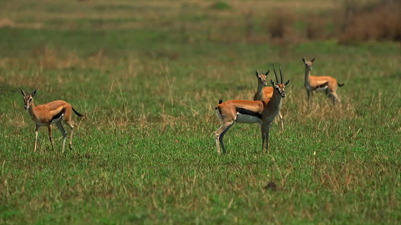 Grans Documentals - Herones de la sabana - Veure ara