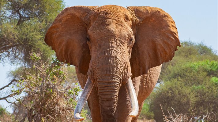 Día Mundial del Elefante: las tres especies que existen están en peligro