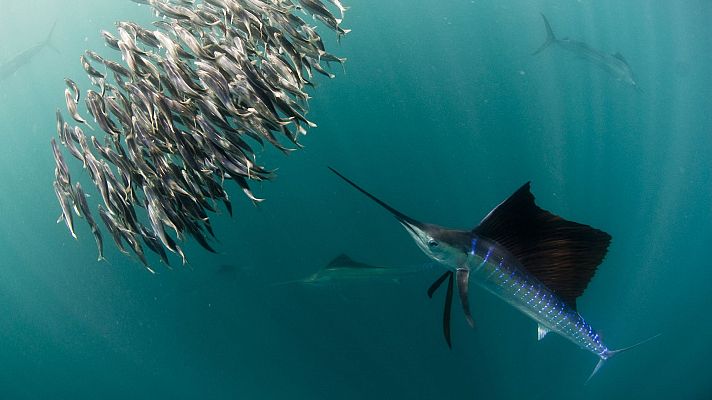 Somos Documentales - One life