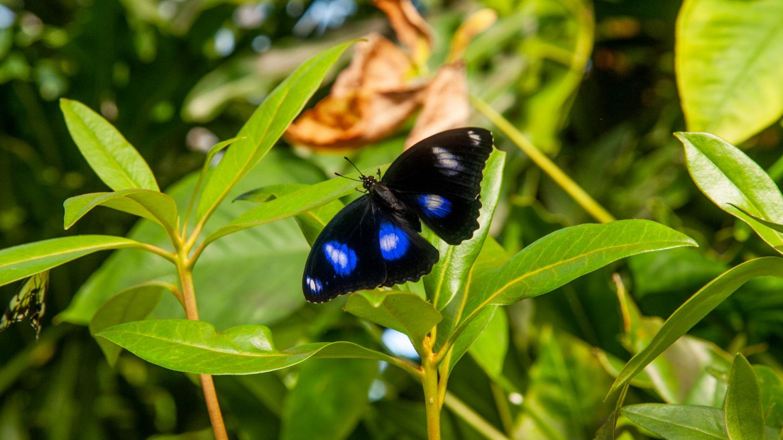 La vida en color de Attenborough - Ver en color