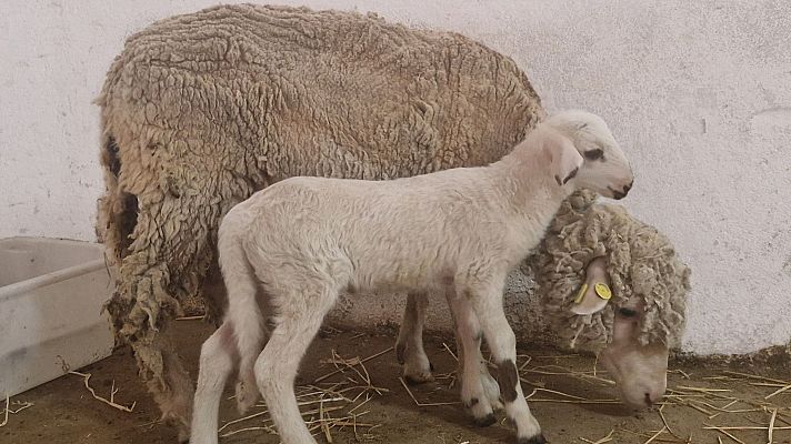 Telediario 2 - Teodoro, el primer cordero modificado genéticamente en España