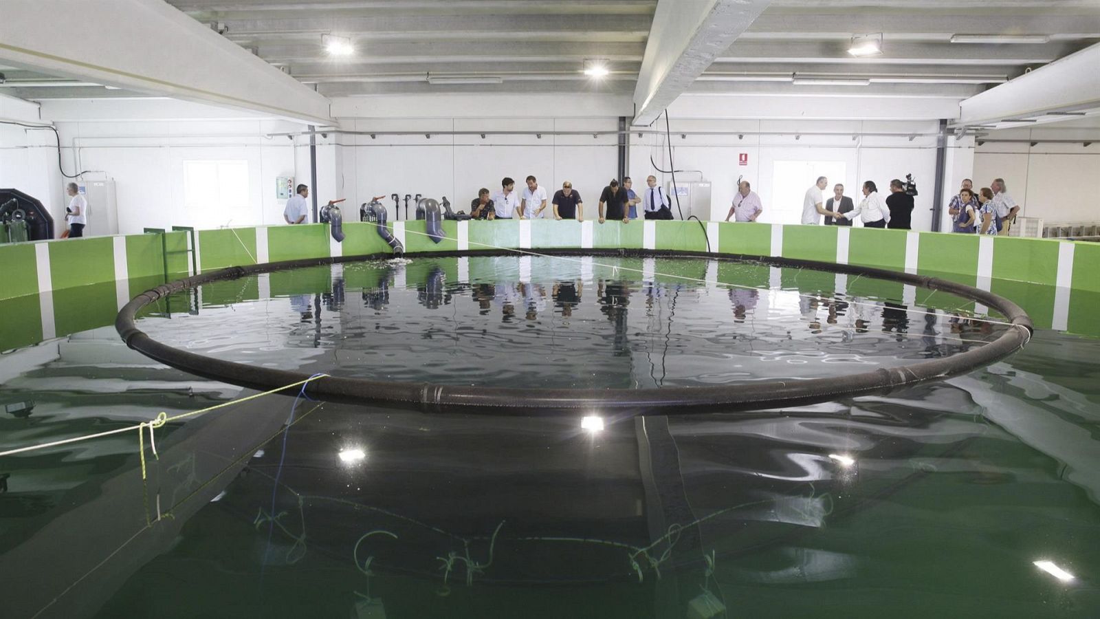 La acuicultura ya supera a la pesca | Ver