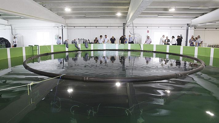 Telediario 2 - La acuicultura ya supera a la pesca: el 51% del pescado comercializado es de piscifactoría