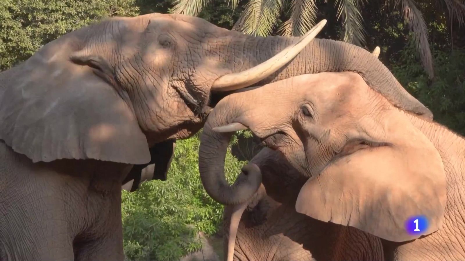 L'Informatiu de la Comunitat Valenciana 1  - 12/08/24 | Ver