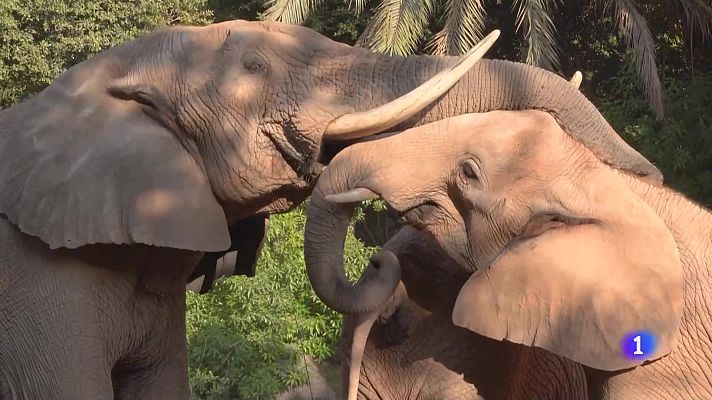 L'informatiu - Comunitat Valenciana - L'Informatiu de la Comunitat Valenciana 1  - 12/08/24