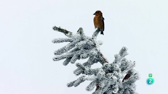 Som Documentals - El cos de l'edat de gel