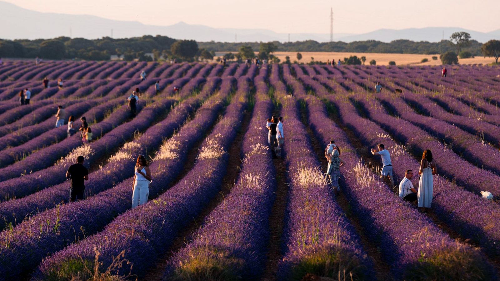 Se adelanta la cosecha la lavanda para evitar una plaga de gusanos | Ver