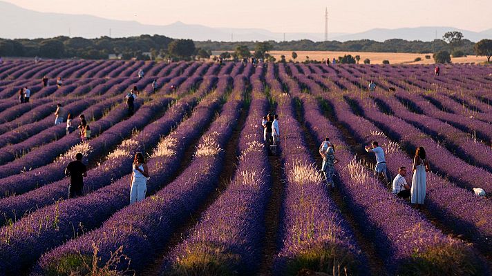 Telediario 2 - Se adelanta la cosecha la lavanda para evitar una plaga de gusanos que amenaza el cultivo