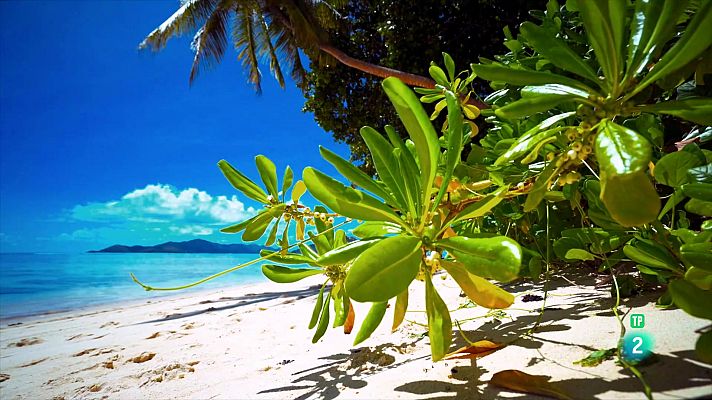 Som Documentals - El salvatge món de Magalhaes