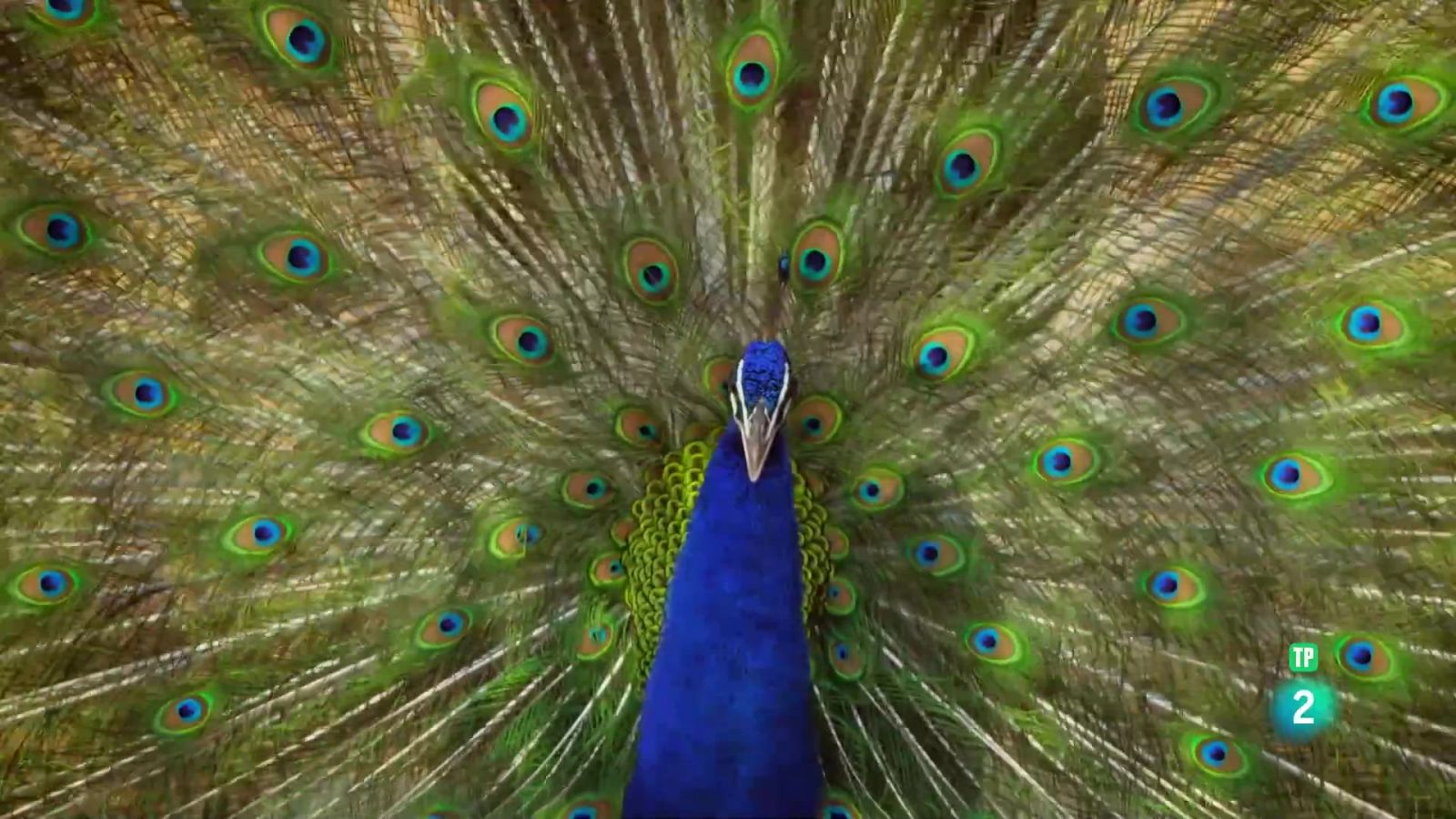 La vida en color amb David Attenborough: El color com a disfressa