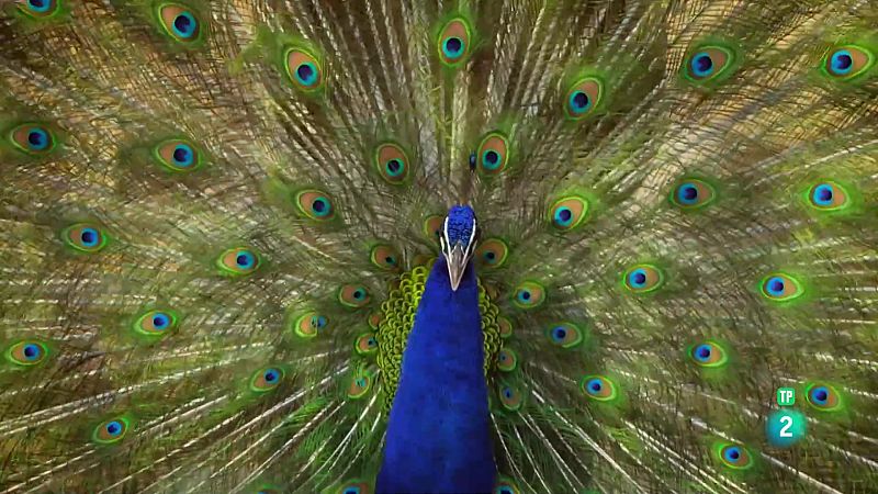 Grans Documentals - La vida en color amb David Attenborough: El color com a disfressa - Veure ara