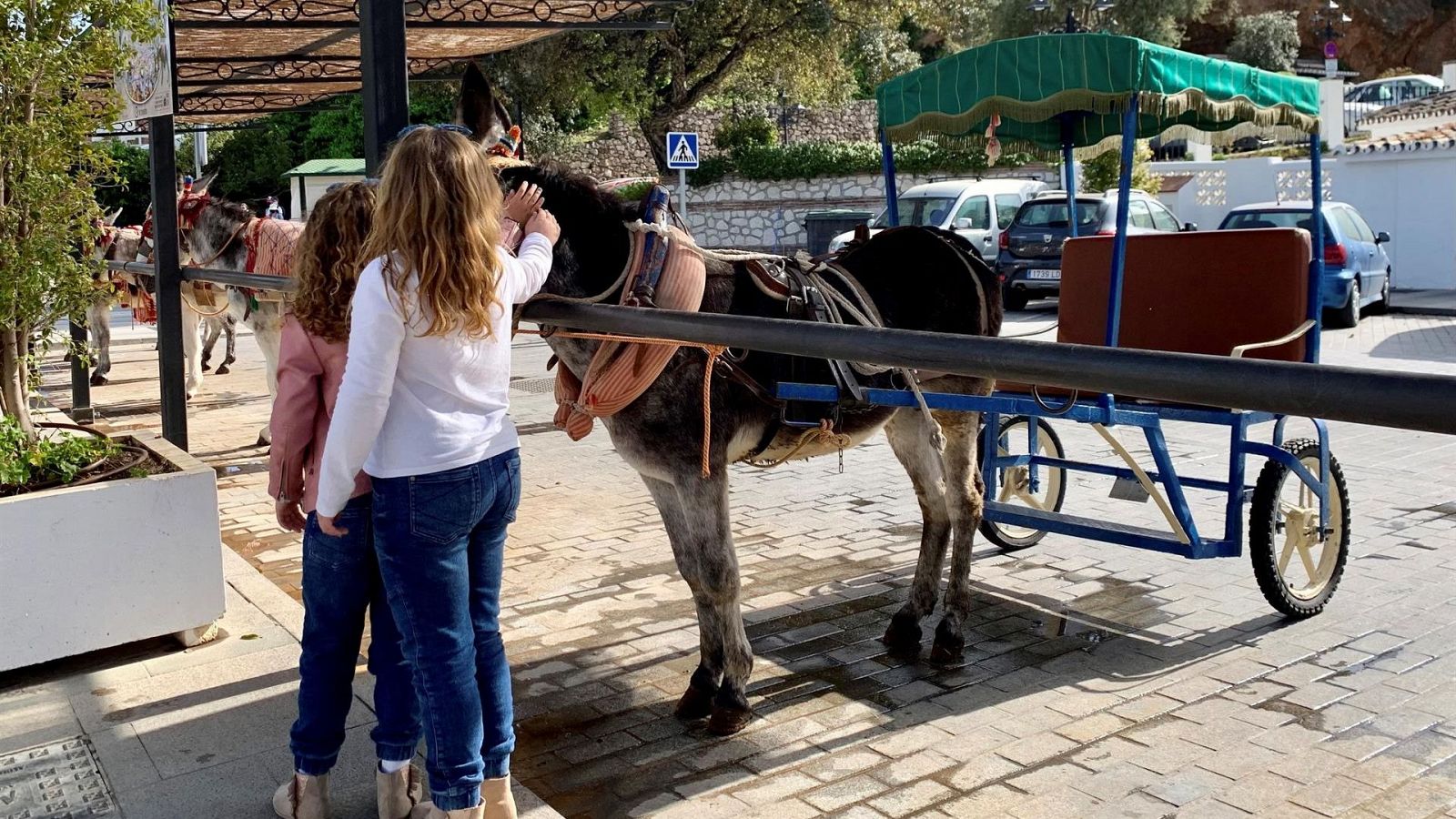 Los burrotaxis de Mijas interrumpen su servicio por el calor | Ver