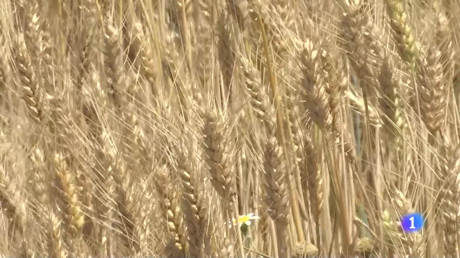 Telerioja en 2' - 14-08-2024 | Ver