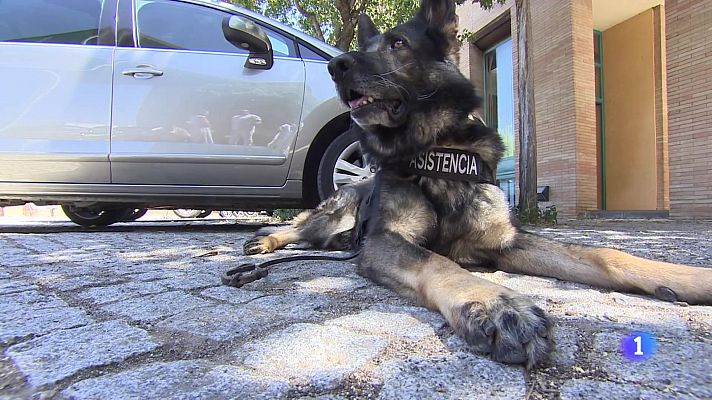 Perros de acompañamiento para las víctimas de violencia de género