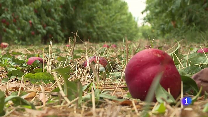 La pedregada malmet la fruita del Segrià, les Garrigues i el Pla d'Urgell