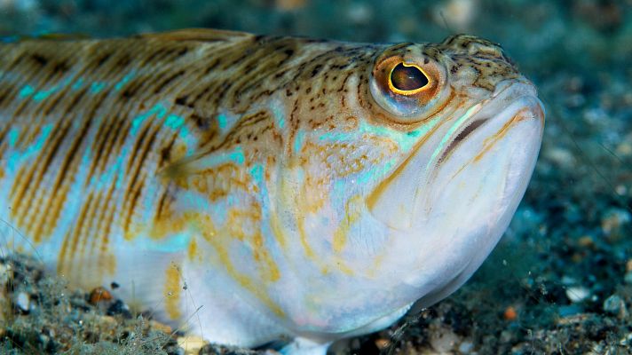 Alerta en las playas de Cantabria por las picaduras del pez escorpión