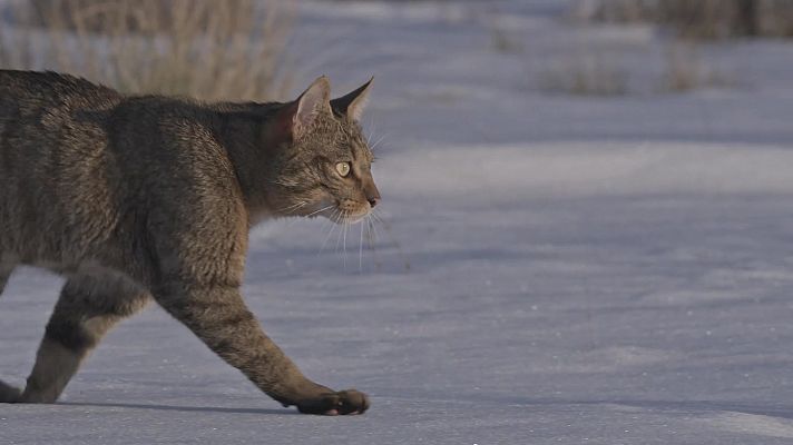 Som Documentals - Caçadors mediterranis