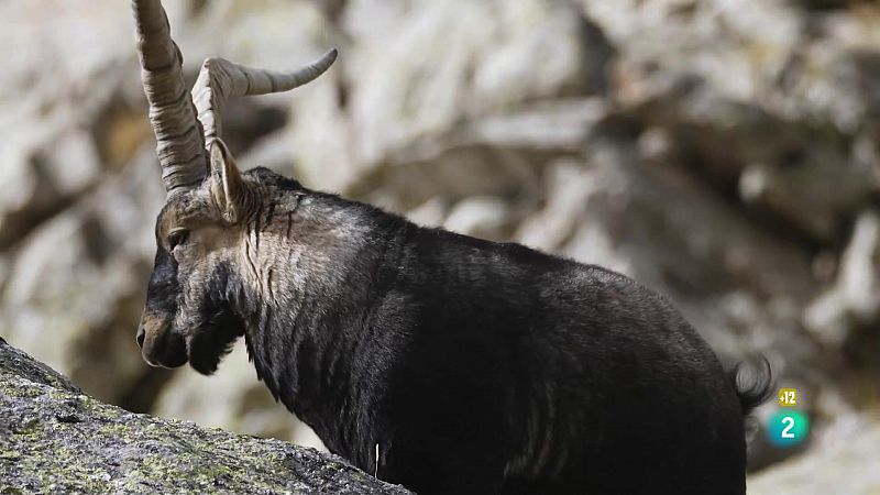 Grans Documentals - La vida sobre les roques - Veure ara