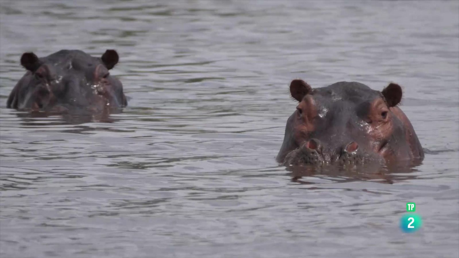 Moremi, el regne de l'hipopòtam | Grans Documentals