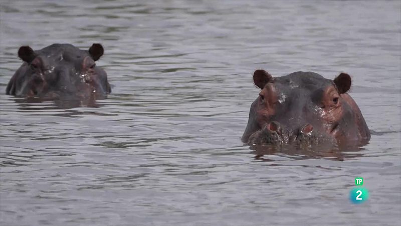 Grans Documentals - Moremi, el regne de l'hipoptam - Veure ara