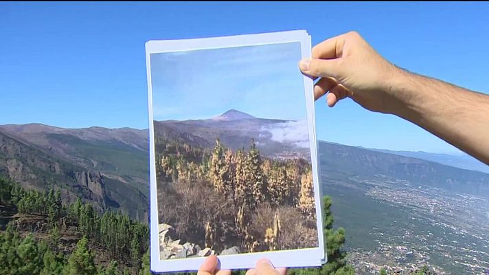 - La recuperación del bosque canario a través de la fotografía tras el gran incendio de 2023