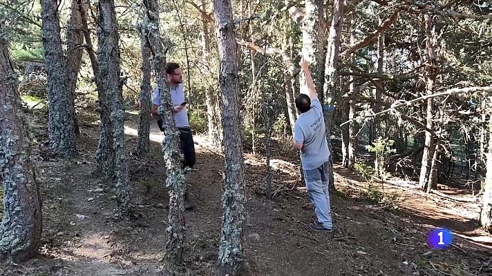 La sequera passa factura als arbres del Camp de Tarragona