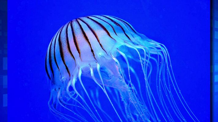 Saber y ganar - Saber y ganar. Edición de fin de semana - 17/08/24