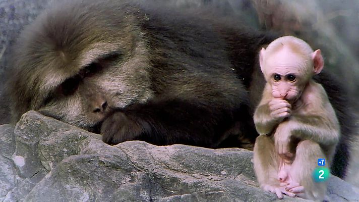 Fent el mico, els macacos del mont Huang Shan