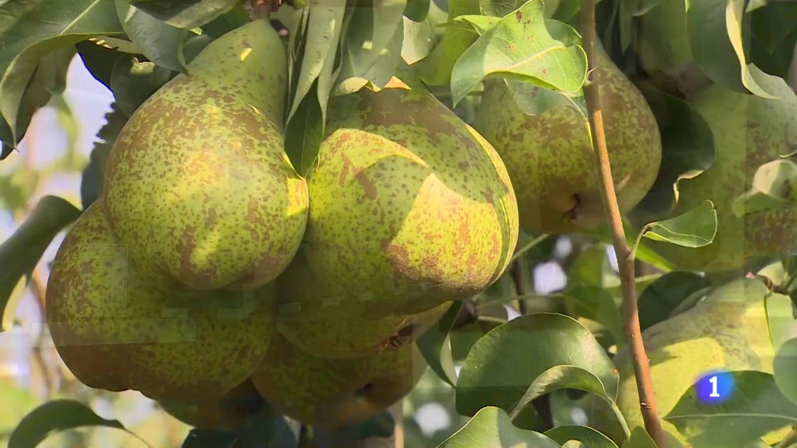 Informativo Telerioja - 19-08-2024 | Ver