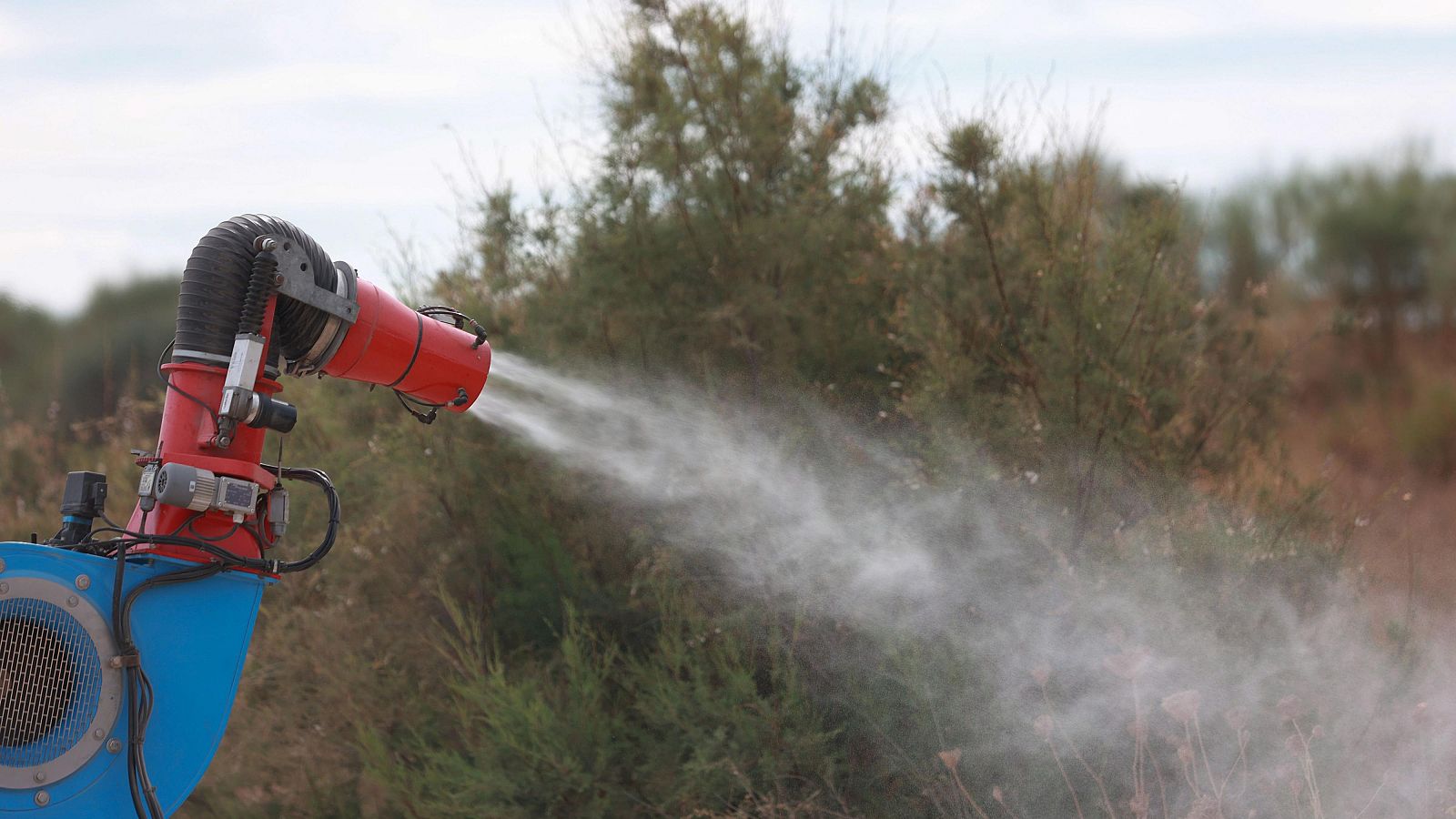 Clave en la lucha contra el Virus del Nilo: atacar a la larva antes de que nazca el mosquito