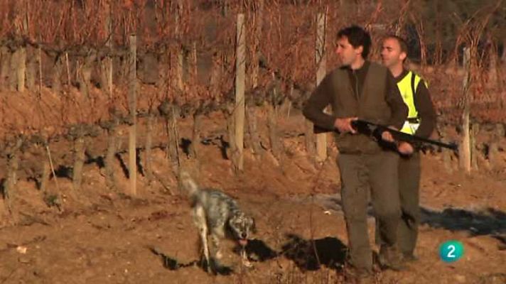 Cto. España de caza menor con perro