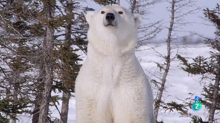 Som Documentals - El regne dels ossos polars