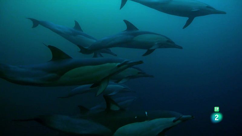 Grans Documentals - Depredadors marins - Veure ara