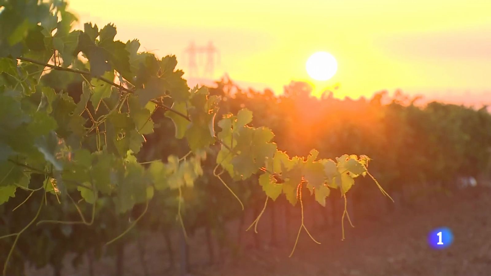 Informativo Telerioja - 21-08-2024 | Ver