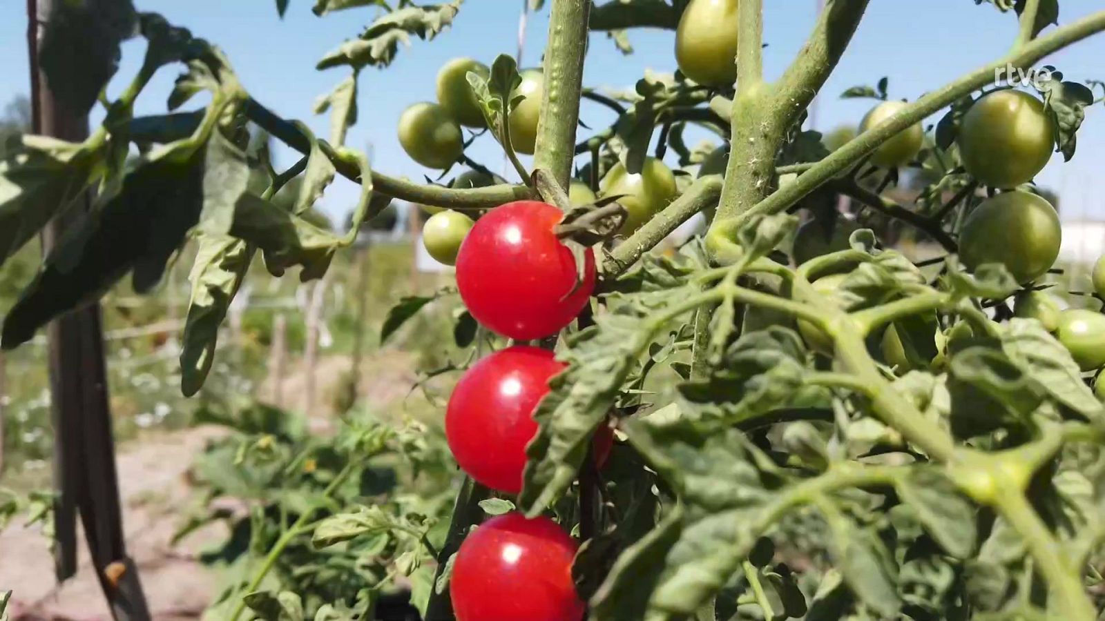 Aquí la Tierra - 21/08/24 - ver ahora