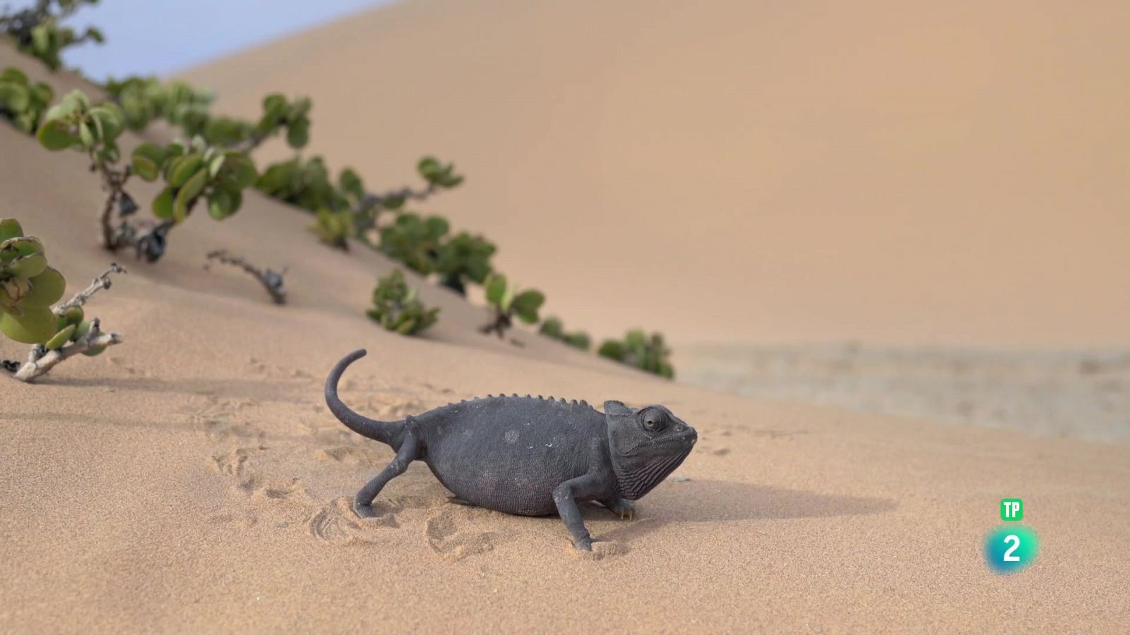 Grans Documentals - La vida a la sorra de Namíbia - Veure ara