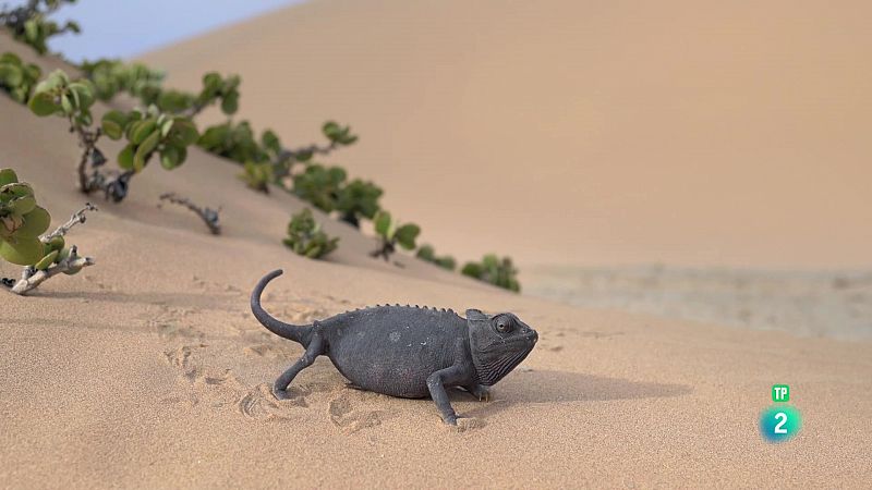 Grans Documentals - La vida a la sorra de Nambia - Veure ara