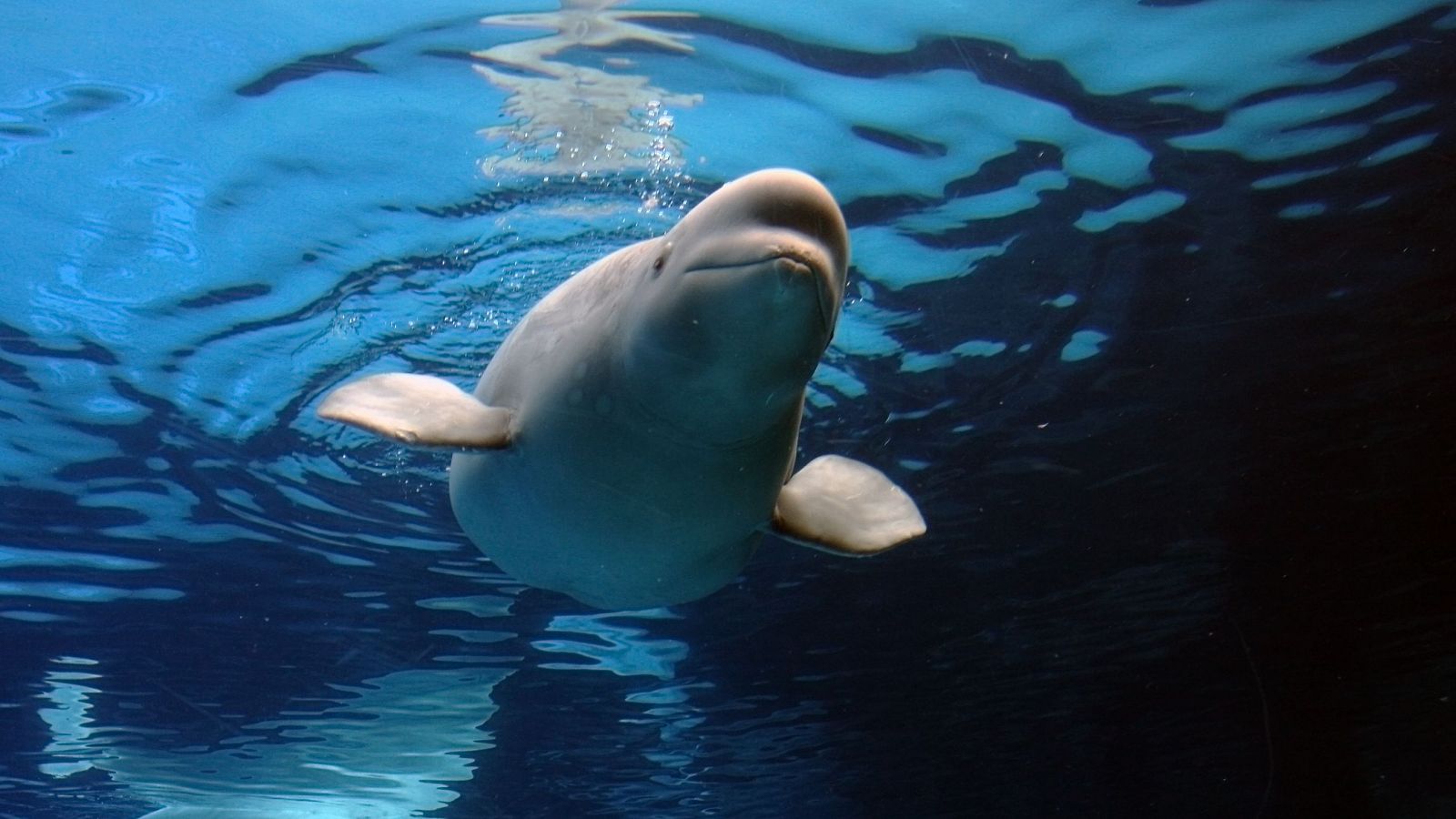 Belugas ucranianas del Oceanográfic: hablan en el idioma de los delfines