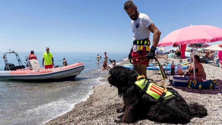 La tarde en 24h - Torre del Mar, la primera playa en Andalucía con perros socorristas