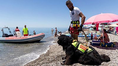 Torre del Mar, la primera playa en Andaluca con perros socorristas