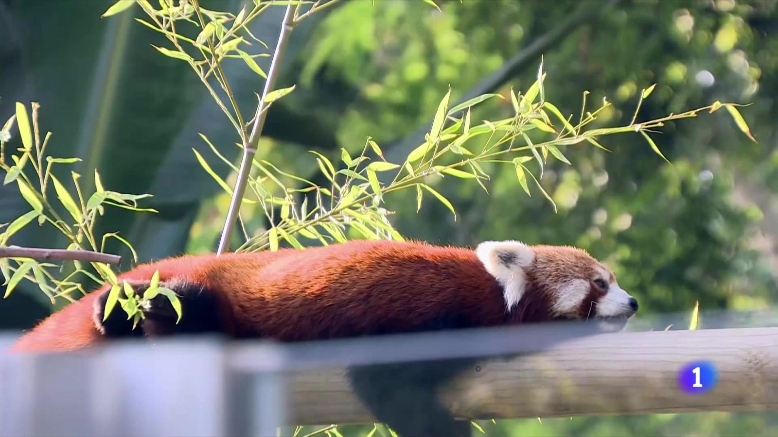 El Zoo de Barcelona vol ajudar a salvar el panda vermell