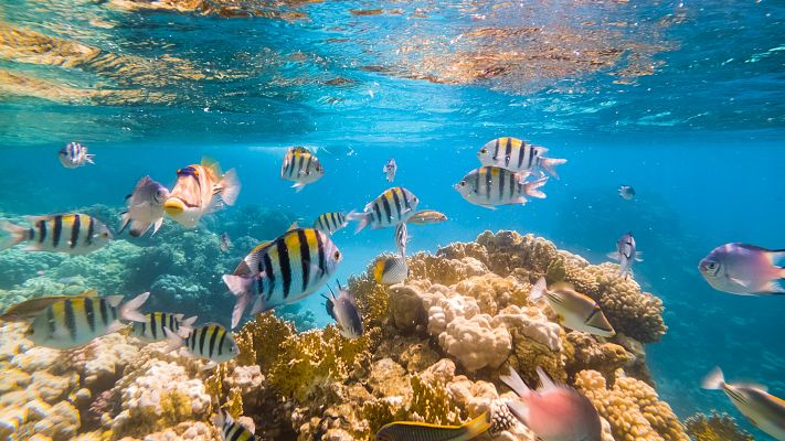 Las consecuencias del aumento de la temperatura en el Mediterráneo