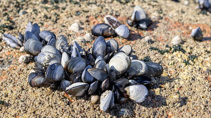 Los robos de marisco en las playas por parte de turistas han aumentado un 80 % este verano