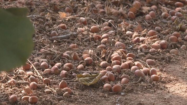 El Camp de Tarragona pateix la pitjor collita d'avellanes per la sequera